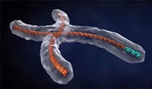 Fragile X chromosome illustration